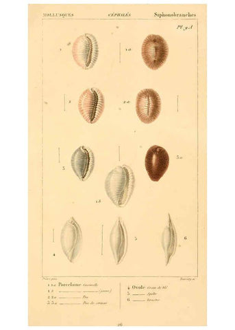 Reproducción/Reproduction 6260680918: Malacozoaires, ou, Animaux mollusques A Paris :Chez F.-G. Levrault,[1828?-1830?] 