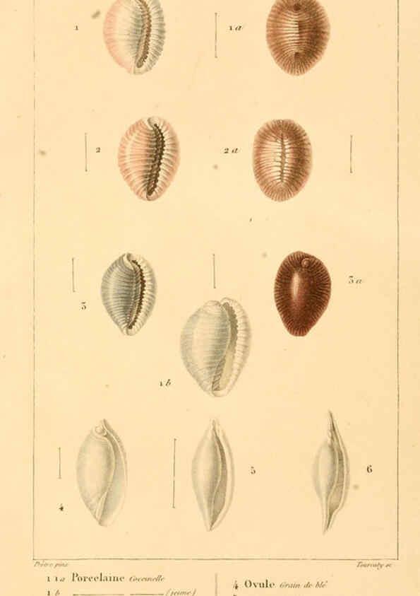 Reproducción/Reproduction 6260680918: Malacozoaires, ou, Animaux mollusques A Paris :Chez F.-G. Levrault,[1828?-1830?] 