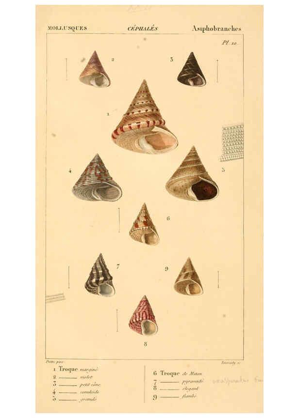 Reproducción/Reproduction 6260154575: Malacozoaires, ou, Animaux mollusques A Paris :Chez F.-G. Levrault,[1828?-1830?] 