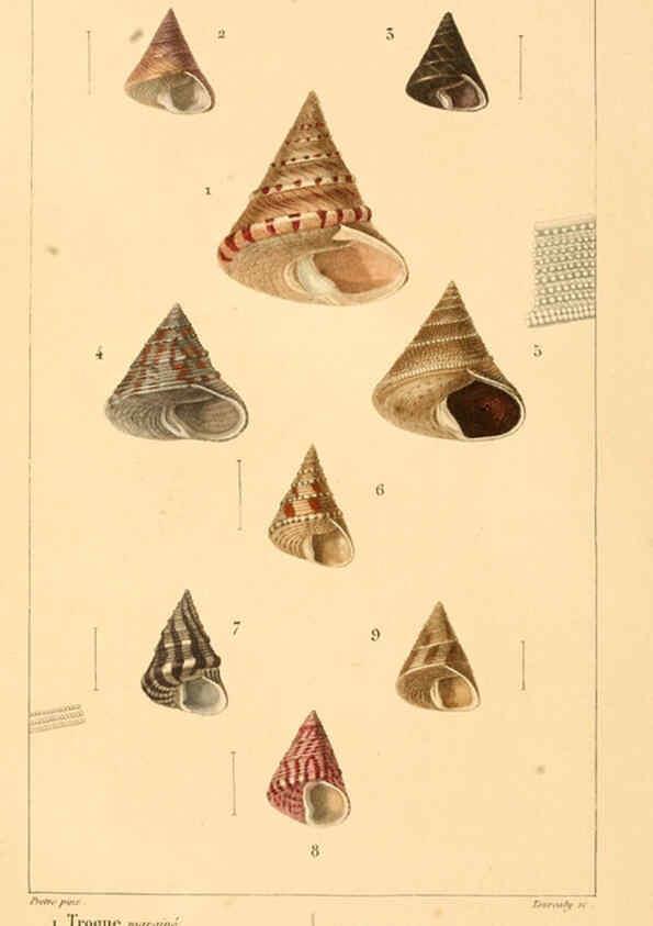 Reproducción/Reproduction 6260154575: Malacozoaires, ou, Animaux mollusques A Paris :Chez F.-G. Levrault,[1828?-1830?] 