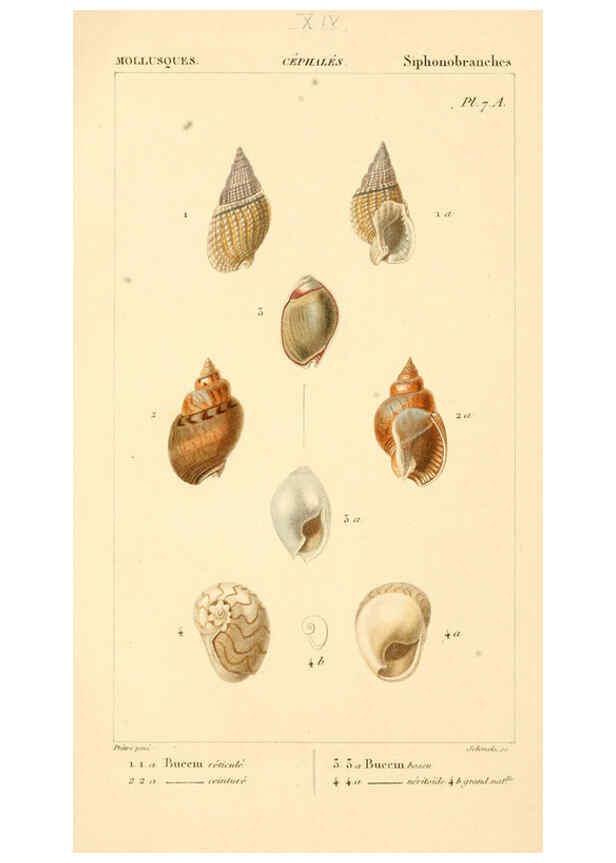 Reproducción/Reproduction 6260152973: Malacozoaires, ou, Animaux mollusques A Paris :Chez F.-G. Levrault,[1828?-1830?] 