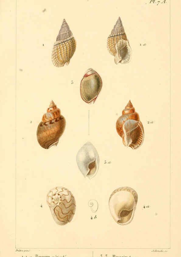 Reproducción/Reproduction 6260152973: Malacozoaires, ou, Animaux mollusques A Paris :Chez F.-G. Levrault,[1828?-1830?] 