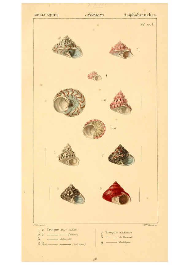 Reproducción/Reproduction 6260681372: Malacozoaires, ou, Animaux mollusques A Paris :Chez F.-G. Levrault,[1828?-1830?] 