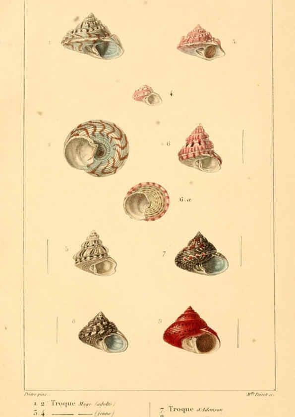 Reproducción/Reproduction 6260681372: Malacozoaires, ou, Animaux mollusques A Paris :Chez F.-G. Levrault,[1828?-1830?] 