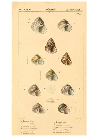 Reproducción/Reproduction 6260155245: Malacozoaires, ou, Animaux mollusques A Paris :Chez F.-G. Levrault,[1828?-1830?] 