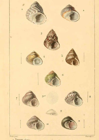 Reproducción/Reproduction 6260155245: Malacozoaires, ou, Animaux mollusques A Paris :Chez F.-G. Levrault,[1828?-1830?] 