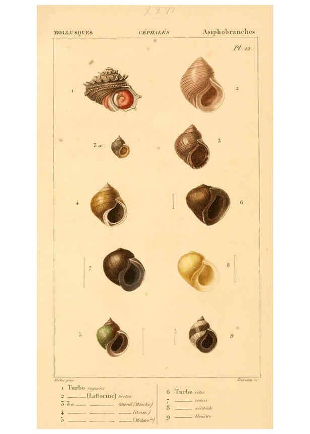 Reproducción/Reproduction 6260155459: Malacozoaires, ou, Animaux mollusques A Paris :Chez F.-G. Levrault,[1828?-1830?] 