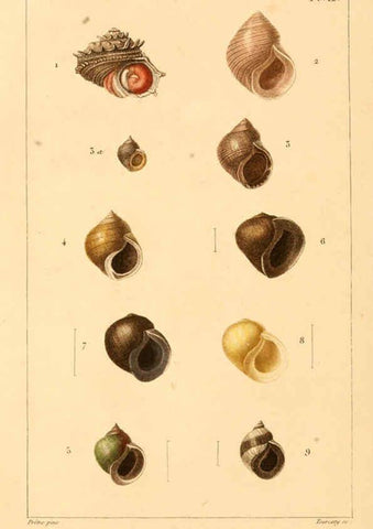 Reproducción/Reproduction 6260155459: Malacozoaires, ou, Animaux mollusques A Paris :Chez F.-G. Levrault,[1828?-1830?] 