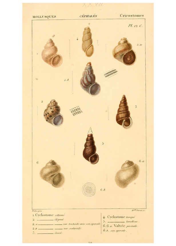 Reproducción/Reproduction 6260682158: Malacozoaires, ou, Animaux mollusques A Paris :Chez F.-G. Levrault,[1828?-1830?] 