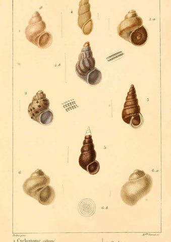 Reproducción/Reproduction 6260682158: Malacozoaires, ou, Animaux mollusques A Paris :Chez F.-G. Levrault,[1828?-1830?] 