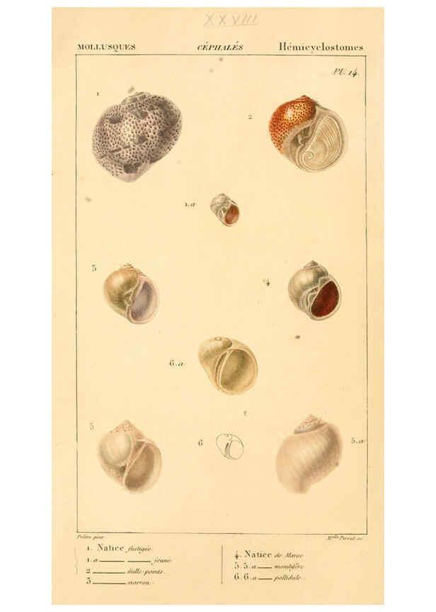 Reproducción/Reproduction 6260682328: Malacozoaires, ou, Animaux mollusques A Paris :Chez F.-G. Levrault,[1828?-1830?] 