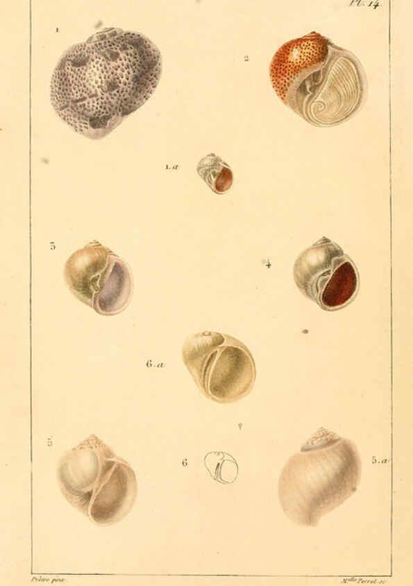 Reproducción/Reproduction 6260682328: Malacozoaires, ou, Animaux mollusques A Paris :Chez F.-G. Levrault,[1828?-1830?] 