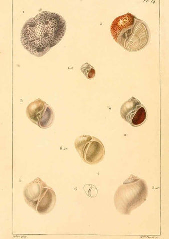 Reproducción/Reproduction 6260682328: Malacozoaires, ou, Animaux mollusques A Paris :Chez F.-G. Levrault,[1828?-1830?] 