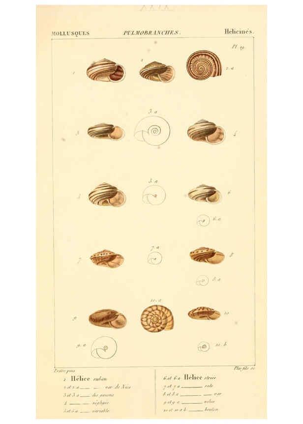 Reproducción/Reproduction 6260156005: Malacozoaires, ou, Animaux mollusques A Paris :Chez F.-G. Levrault,[1828?-1830?] 