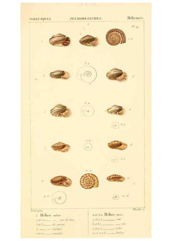 Reproducción/Reproduction 6260156005: Malacozoaires, ou, Animaux mollusques A Paris :Chez F.-G. Levrault,[1828?-1830?] 