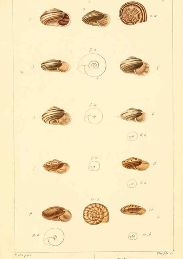 Reproducción/Reproduction 6260156005: Malacozoaires, ou, Animaux mollusques A Paris :Chez F.-G. Levrault,[1828?-1830?] 