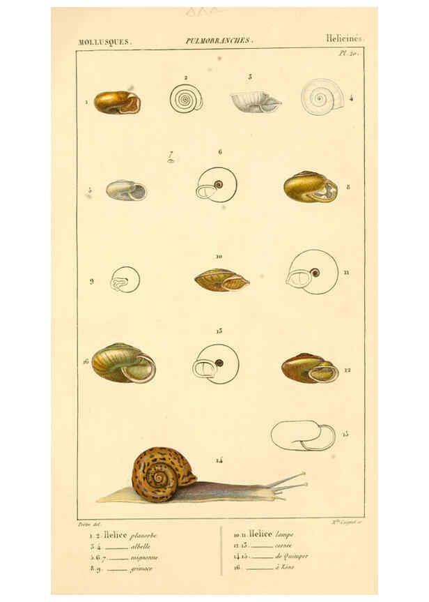 Reproducción/Reproduction 6260682692: Malacozoaires, ou, Animaux mollusques A Paris :Chez F.-G. Levrault,[1828?-1830?] 