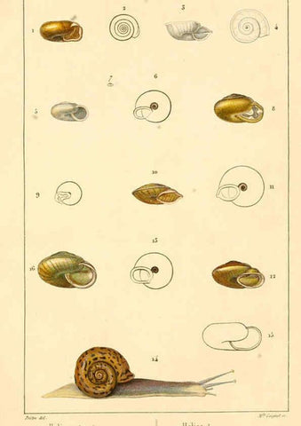 Reproducción/Reproduction 6260682692: Malacozoaires, ou, Animaux mollusques A Paris :Chez F.-G. Levrault,[1828?-1830?] 