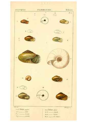 Reproducción/Reproduction 6260156367: Malacozoaires, ou, Animaux mollusques A Paris :Chez F.-G. Levrault,[1828?-1830?] 