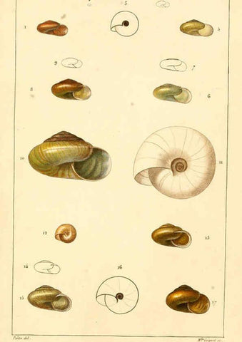 Reproducción/Reproduction 6260156367: Malacozoaires, ou, Animaux mollusques A Paris :Chez F.-G. Levrault,[1828?-1830?] 