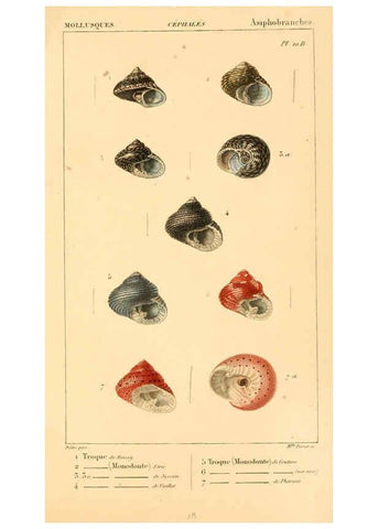 Reproducción/Reproduction 6260681592: Malacozoaires, ou, Animaux mollusques A Paris :Chez F.-G. Levrault,[1828?-1830?] 