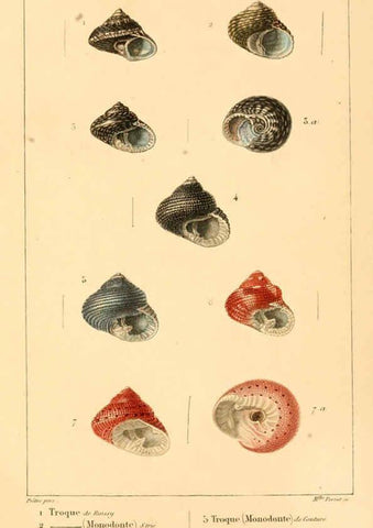 Reproducción/Reproduction 6260681592: Malacozoaires, ou, Animaux mollusques A Paris :Chez F.-G. Levrault,[1828?-1830?] 