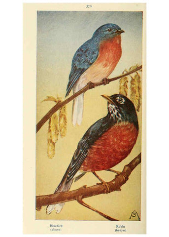 Reproducción/Reproduction 6260629146: Field book of wild birds and their music London,G.P. Putnam's Sons[c1921] 