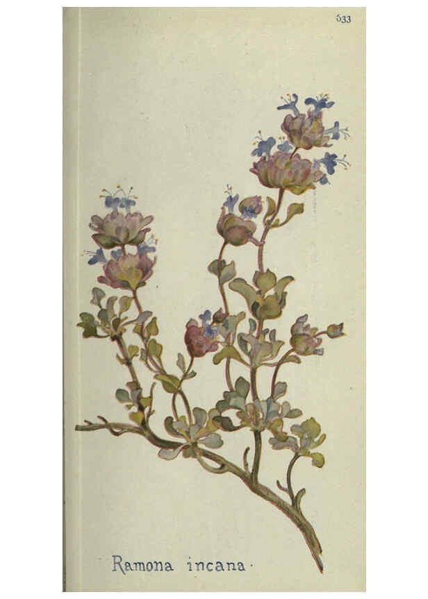 Reproducción/Reproduction 6260050603: Field book of western wild flowers London,C. [sic] P. Putnam's Sons,1915