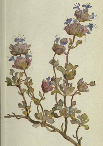 Reproducción/Reproduction 6260050603: Field book of western wild flowers London,C. [sic] P. Putnam's Sons,1915