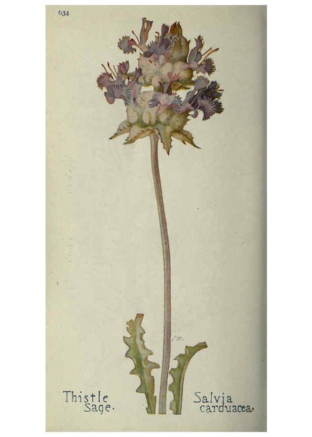 Reproducción/Reproduction 6260576510: Field book of western wild flowers London,C. [sic] P. Putnam's Sons,1915