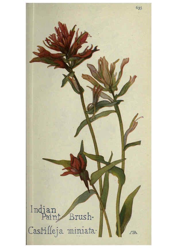 Reproducción/Reproduction 6260576692: Field book of western wild flowers London,C. [sic] P. Putnam's Sons,1915