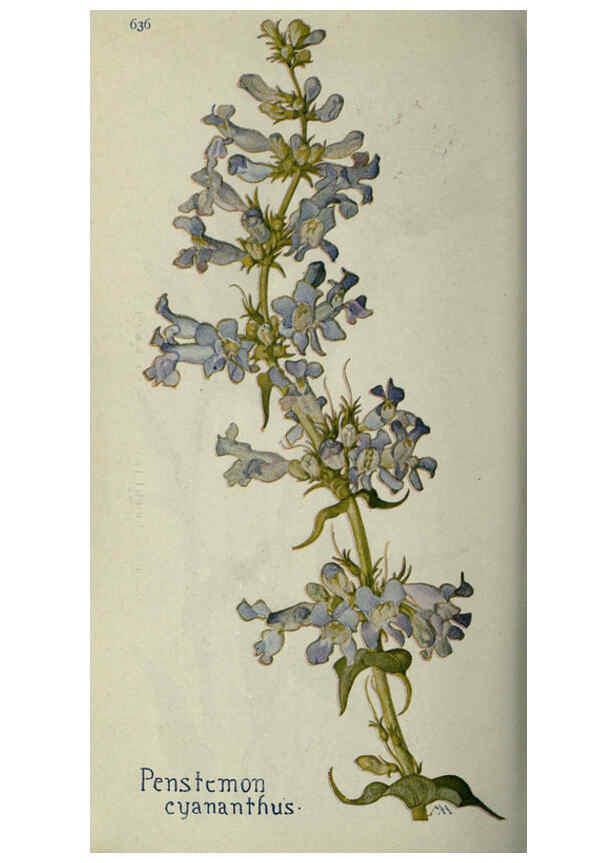 Reproducción/Reproduction 6260051211: Field book of western wild flowers London,C. [sic] P. Putnam's Sons,1915