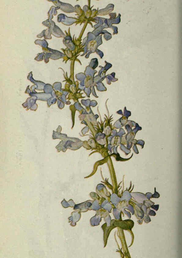 Reproducción/Reproduction 6260051211: Field book of western wild flowers London,C. [sic] P. Putnam's Sons,1915