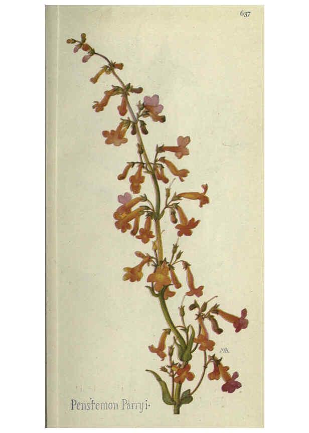 Reproducción/Reproduction 6260051391: Field book of western wild flowers London,C. [sic] P. Putnam's Sons,1915