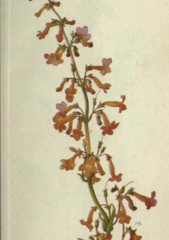 Reproducción/Reproduction 6260051391: Field book of western wild flowers London,C. [sic] P. Putnam's Sons,1915