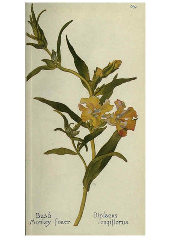 Reproducción/Reproduction 6260051915: Field book of western wild flowers London,C. [sic] P. Putnam's Sons,1915