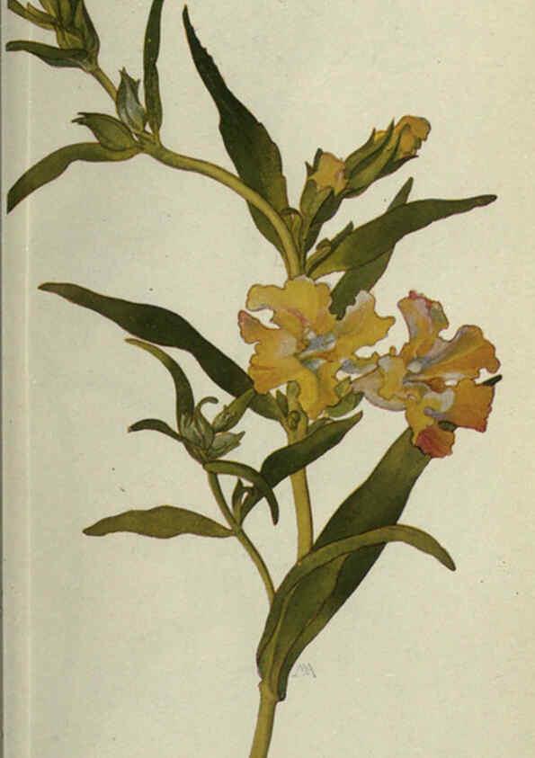 Reproducción/Reproduction 6260051915: Field book of western wild flowers London,C. [sic] P. Putnam's Sons,1915