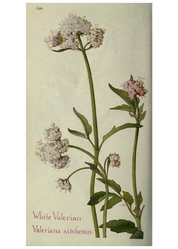 Reproducción/Reproduction 6260577838: Field book of western wild flowers London,C. [sic] P. Putnam's Sons,1915