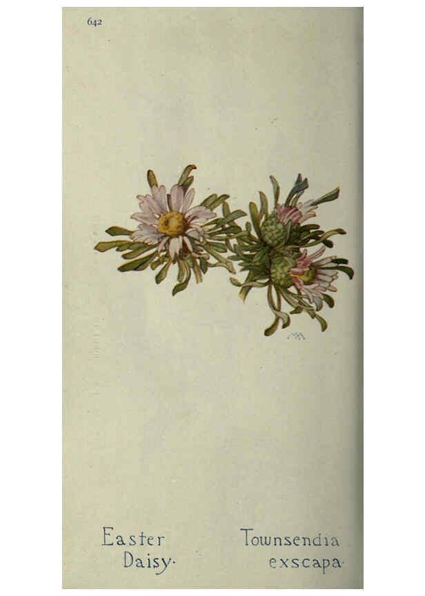 Reproducción/Reproduction 6260052767: Field book of western wild flowers London,C. [sic] P. Putnam's Sons,1915