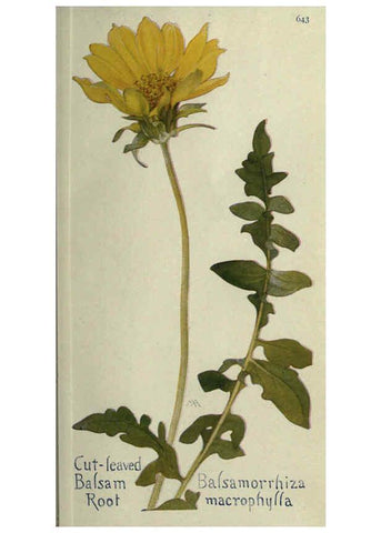 Reproducción/Reproduction 6260052969: Field book of western wild flowers London,C. [sic] P. Putnam's Sons,1915