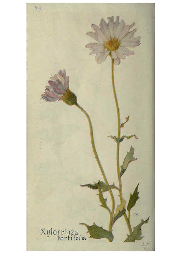 Reproducción/Reproduction 6260053149: Field book of western wild flowers London,C. [sic] P. Putnam's Sons,1915