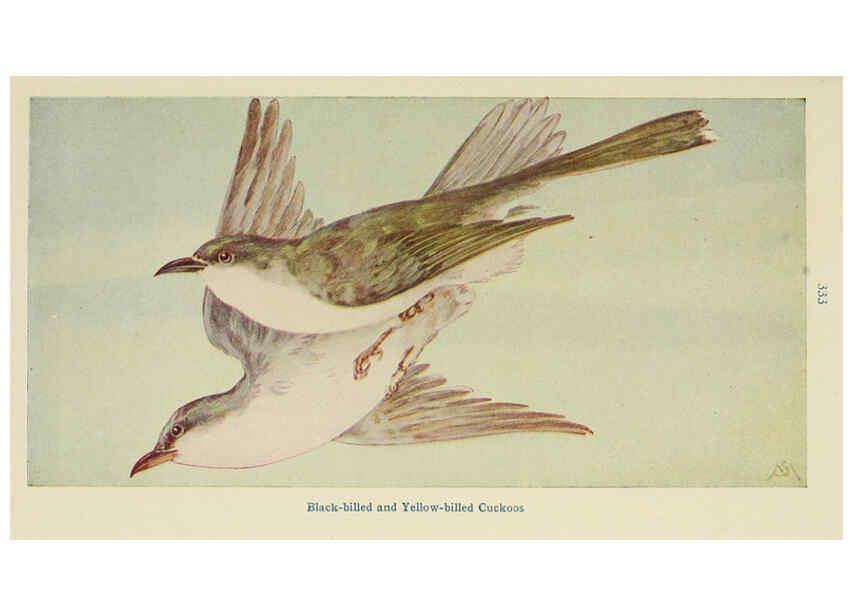 Reproducción/Reproduction 6260619644: Field book of wild birds and their music London,G.P. Putnam's Sons[c1921] 