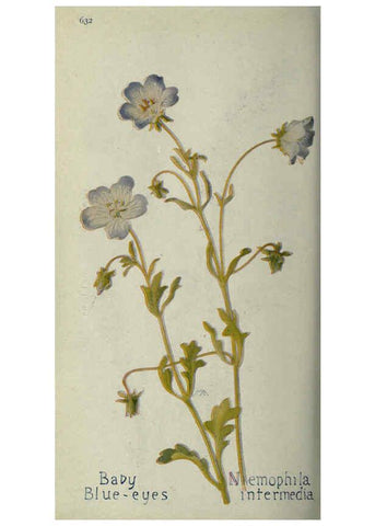 Reproducción/Reproduction 6260576002: Field book of western wild flowers London,C. [sic] P. Putnam's Sons,1915