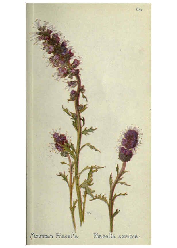 Reproducción/Reproduction 6260050163: Field book of western wild flowers London,C. [sic] P. Putnam's Sons,1915