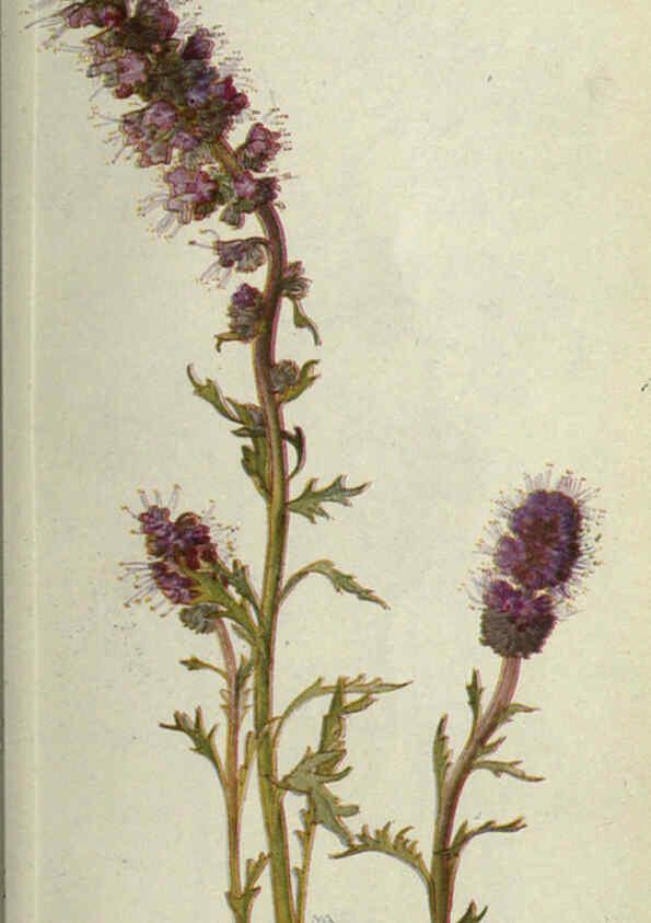 Reproducción/Reproduction 6260050163: Field book of western wild flowers London,C. [sic] P. Putnam's Sons,1915