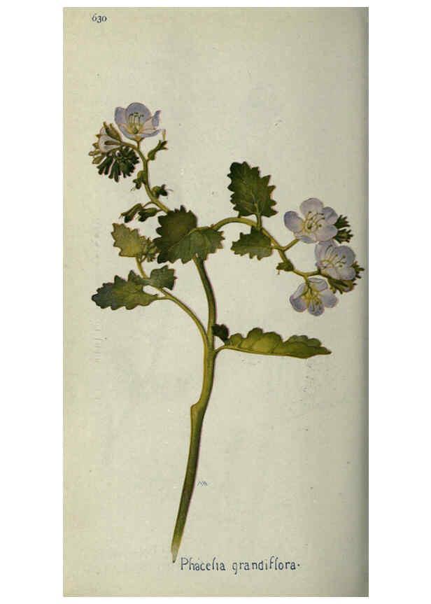 Reproducción/Reproduction 6260575580: Field book of western wild flowers London,C. [sic] P. Putnam's Sons,1915