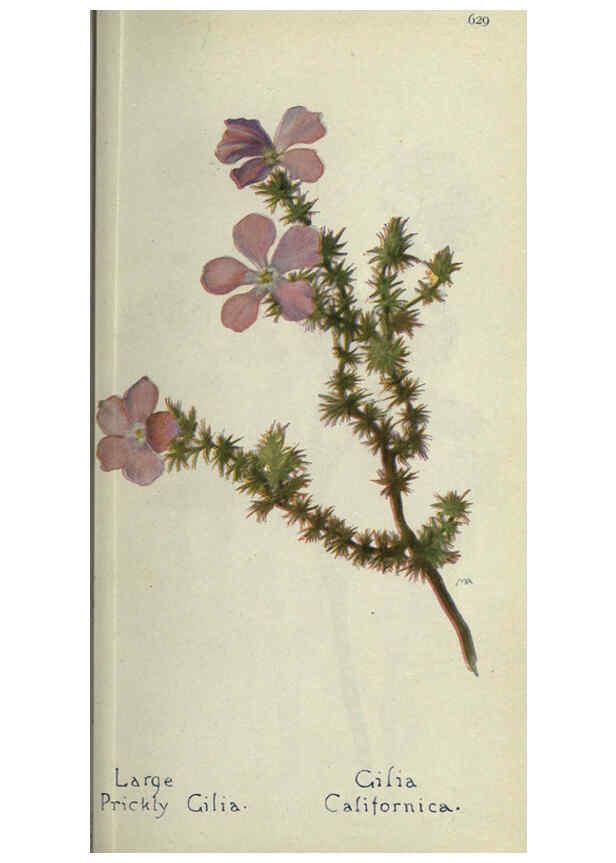 Reproducción/Reproduction 6260575390: Field book of western wild flowers London,C. [sic] P. Putnam's Sons,1915