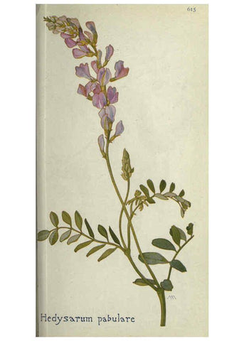 Reproducción/Reproduction 6260046573: Field book of western wild flowers London,C. [sic] P. Putnam's Sons,1915