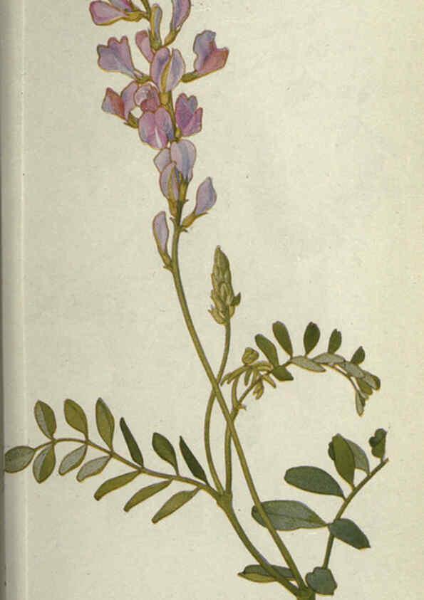 Reproducción/Reproduction 6260046573: Field book of western wild flowers London,C. [sic] P. Putnam's Sons,1915