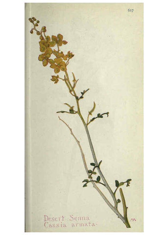 Reproducción/Reproduction 6260047071: Field book of western wild flowers London,C. [sic] P. Putnam's Sons,1915